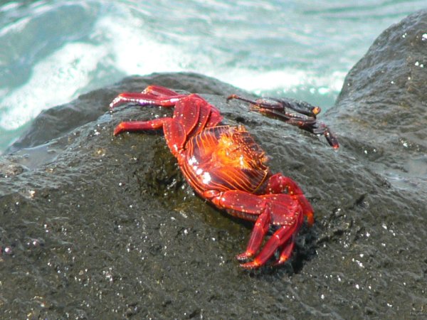 103- Crabe rouge 